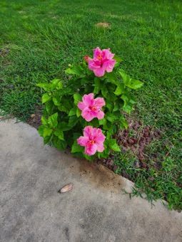 Hibiscus 7/18/22 Hibiscus 7/18/22