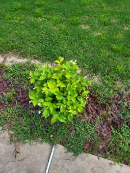 Jasmine 7/18/22 Jasmine 7/18/22