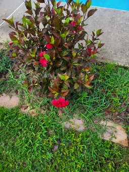 Hibiscus 7/18/22 Hibiscus 7/18/22