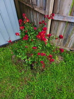 Crape Myrtle 7/18/22 Crape Myrtle 7/18/22